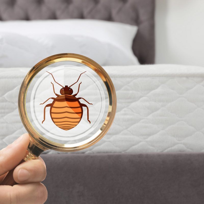 bedbug bedbug bed bugs scaled